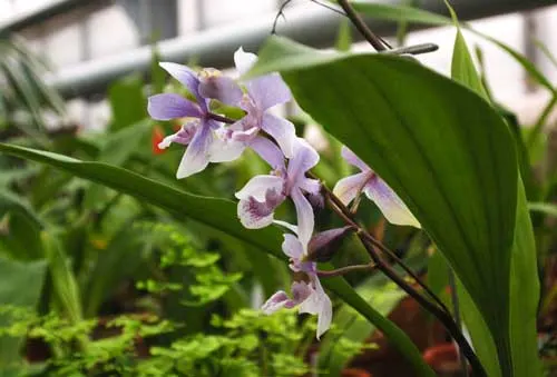 Acacallis cyanea x Paradisanthus micranthus