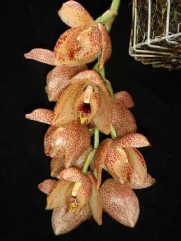 Acineta superba