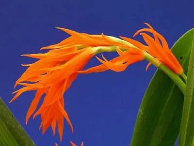 Ada aurantiaca