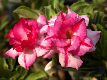 Adenium Amazing Thailand
