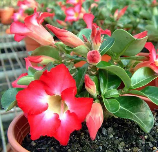 Adenium Mini Adenium