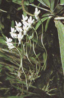 Aerangis coriacea