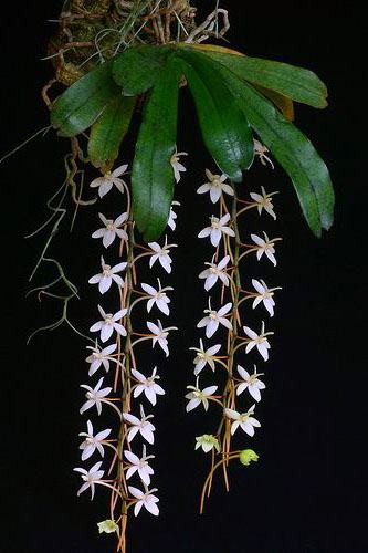 Aerangis mystacidii