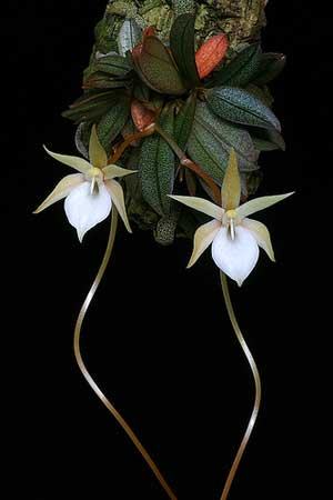 Aerangis punctata