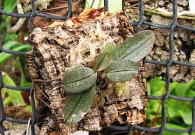 Aerangis punctata