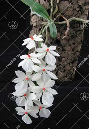 Aerangis rhodosticta
