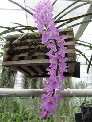 Aerides rosea