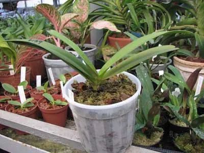Aerides rosea