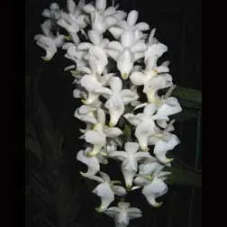 Aerides quinquevulnera var. farmeri