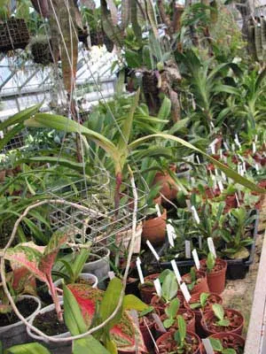 Aerides quinquevulnera var. farmeri