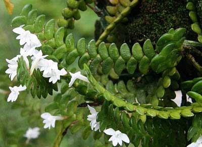 Angraecum distichum