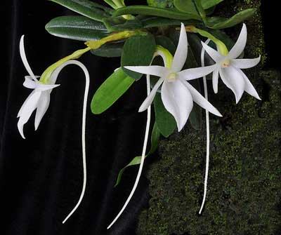 Angraecum equitans