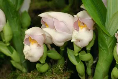 Anguloa uniflora