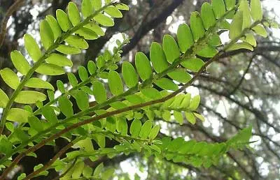 Appendicula formosana