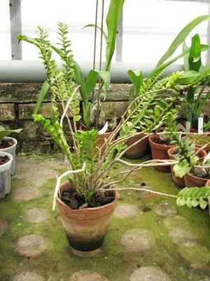 Appendicula formosana