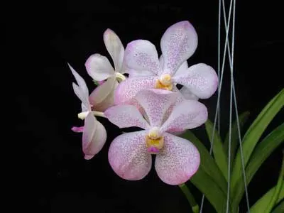 Aranda Chao Phaya Beauty
