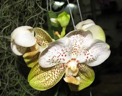 Ascocenda Carmine Spot x Vanda Pranermprai х Ascocenda Phairot