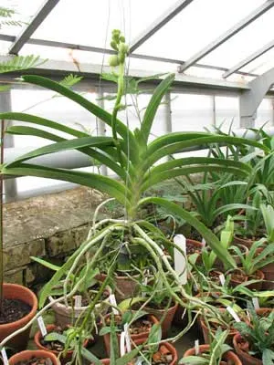Ascocenda Krailerk White x Ascocenda Chaiya