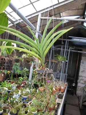 Ascocenda Krailerk x Vanda Dr. Anek x Ascocenda Yip Sum Wah