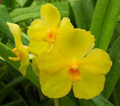 Ascocenda Pak Chong Gold