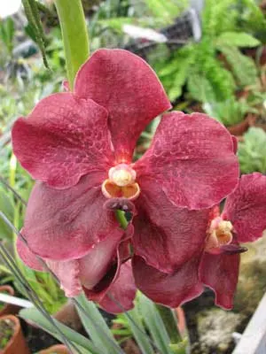 Ascocenda Pak Hai x Vanda Dr. Anek