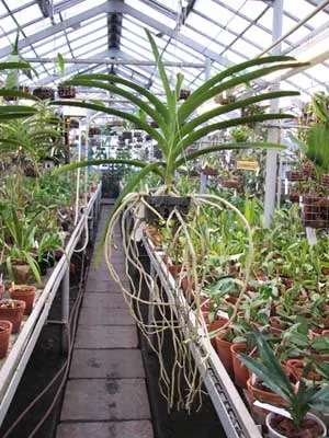 Ascocenda Pak Hai x Vanda Pacharee Delight