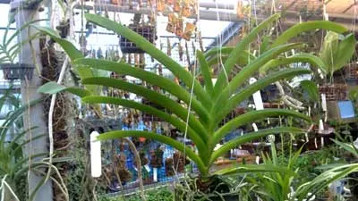Ascocenda Phairot x Ascocenda Yip Gua Chia Long