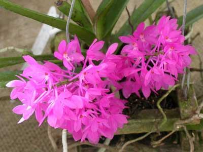 Ascocentrum ampullaceum