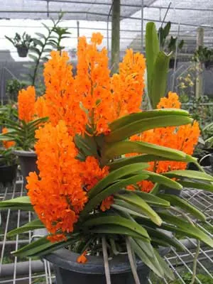 Ascocentrum miniatum