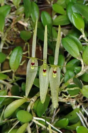 Barbosella dusenii