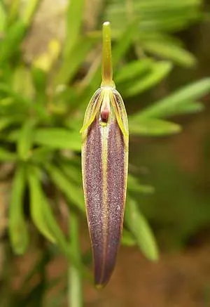 Barbosella fuscata