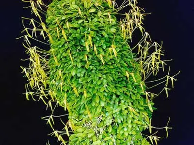 Barbosella handroi