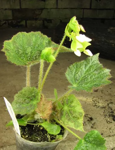 Begonia rex hybrid