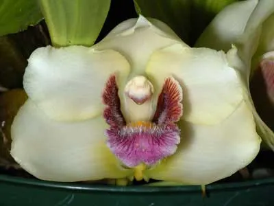 Bifrenaria harrisoniae