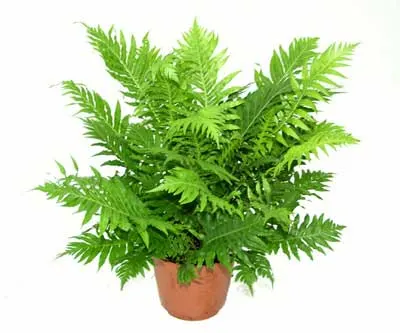 Blechnum gibbum