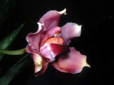 Bollea pulvinaris