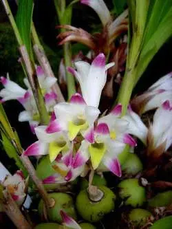 Bothriochilus bellus