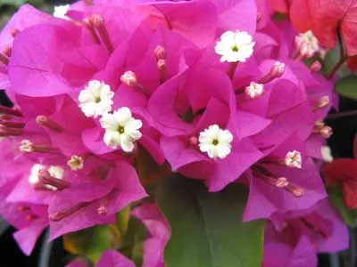 Bougainvillea Temple Fire
