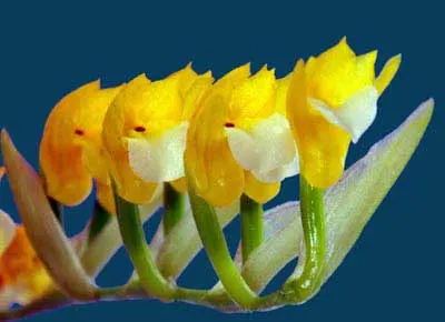 Brachtia andina