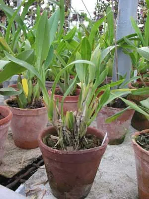 Brachtia andina