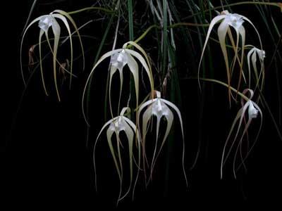 Brassavola cucullata