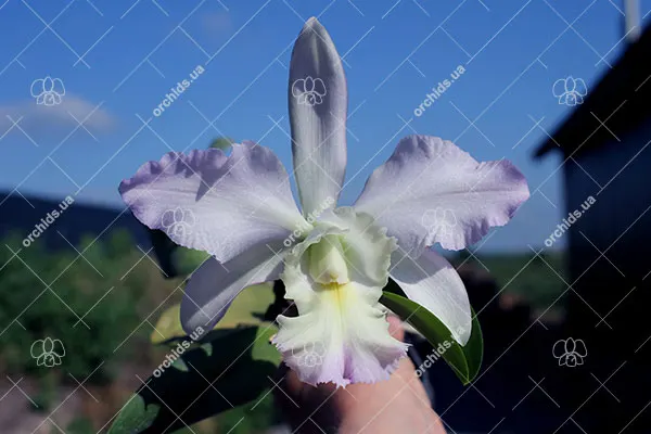 Brassocattleya Cynthia (Brassavola digbyana x Cattleya walkeriana)