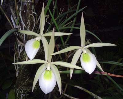 Brassavola flagellaris