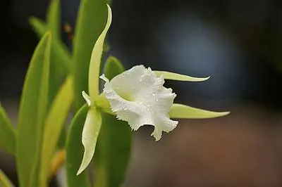 Brassavola Jimminey Cricket Super Bug