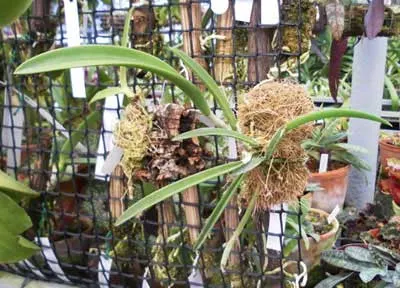 Brassavola Jimminey Cricket Super Bug