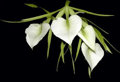 Brassavola nodosa