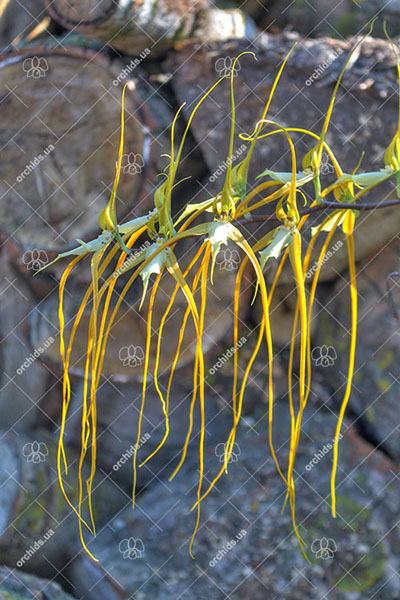Brassia caudata