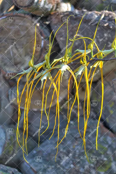 Brassia caudata