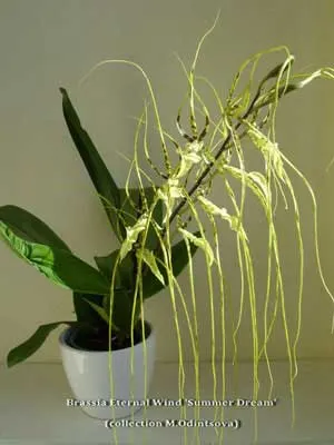 Brassia Enteral Wind 'Summer Dream'