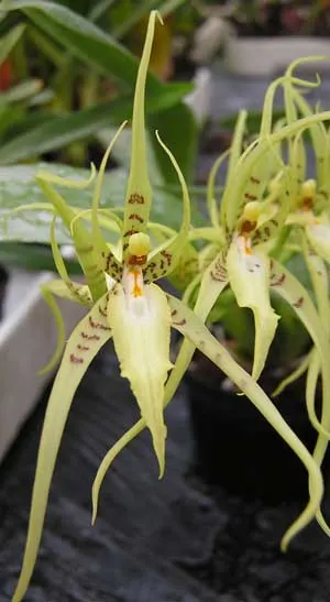 Brassia lanceana